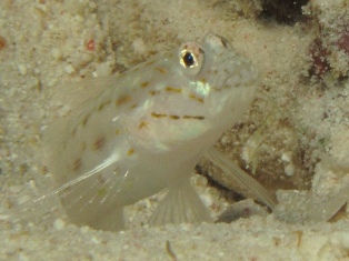 Ctenobiops Maculosus